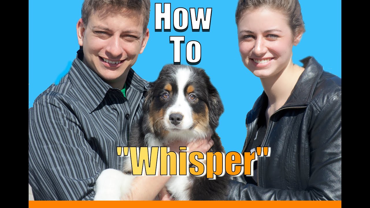 How to Teach Your Dog to Whisper - the COOLEST Dog Trick