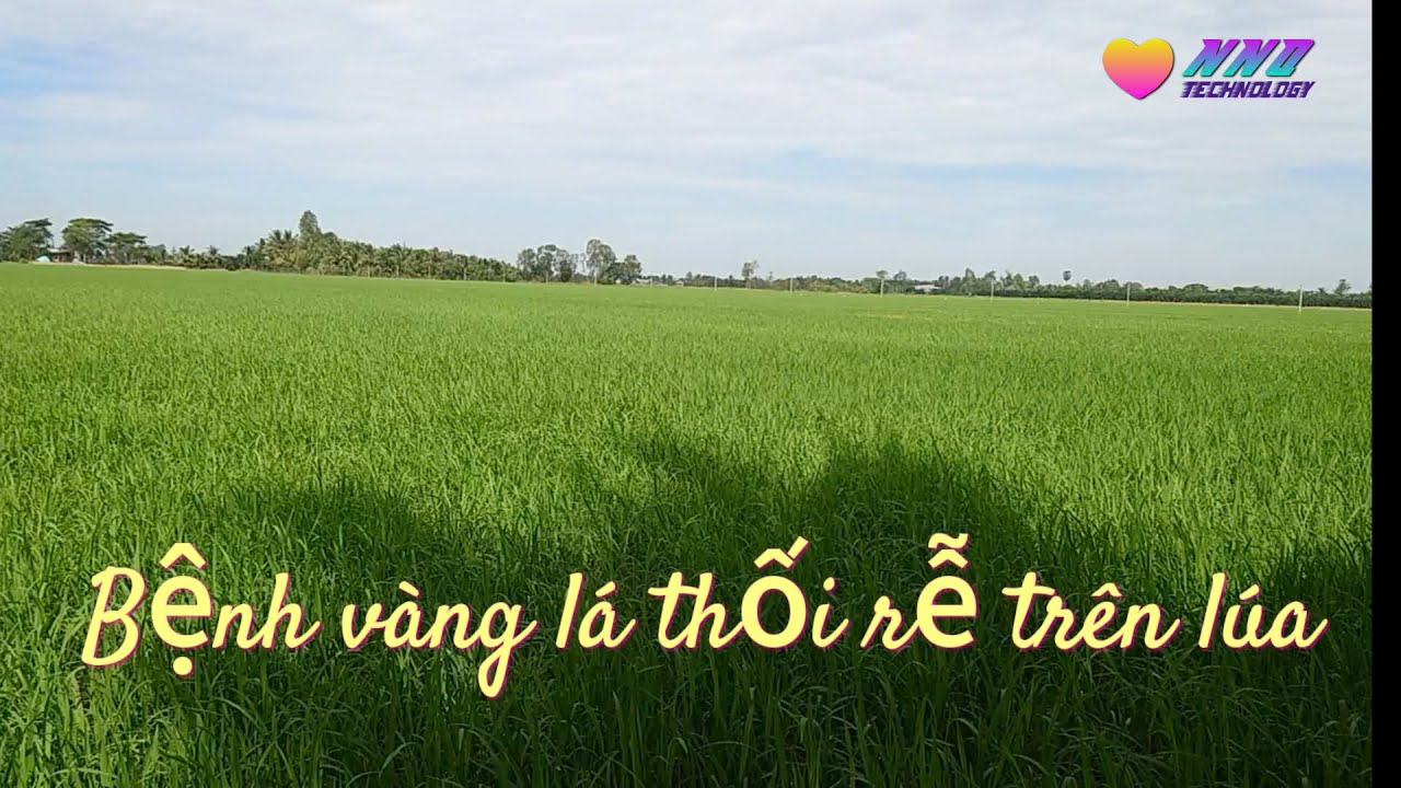 Phong Tru Benh vang la thoi re tren lua