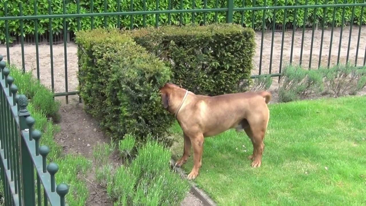 Boerboel - South African Mastiff -- Obedience Training & Work for Food
