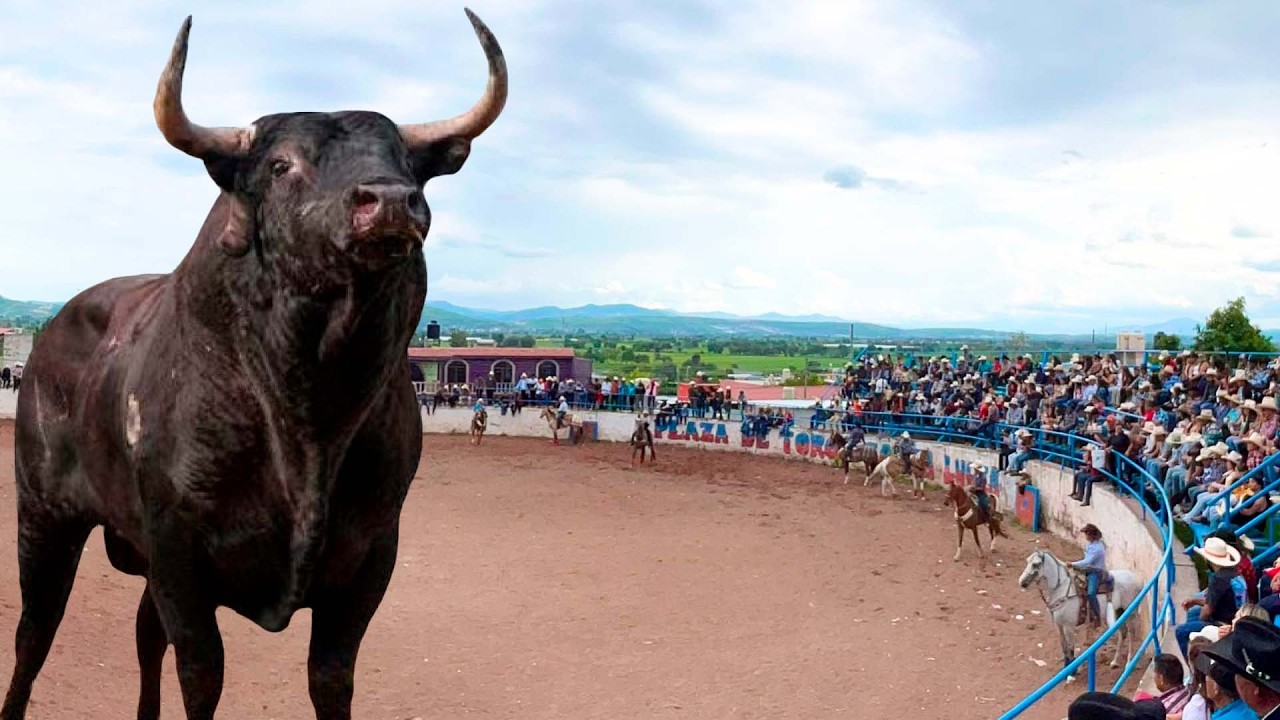 !! TOROS BRAVOS BUSCA CABALLOS - JARIPEO EN TEJARO DE LOS IZQUIERDO 20 DE JULIO DEL 2025 ¡¡