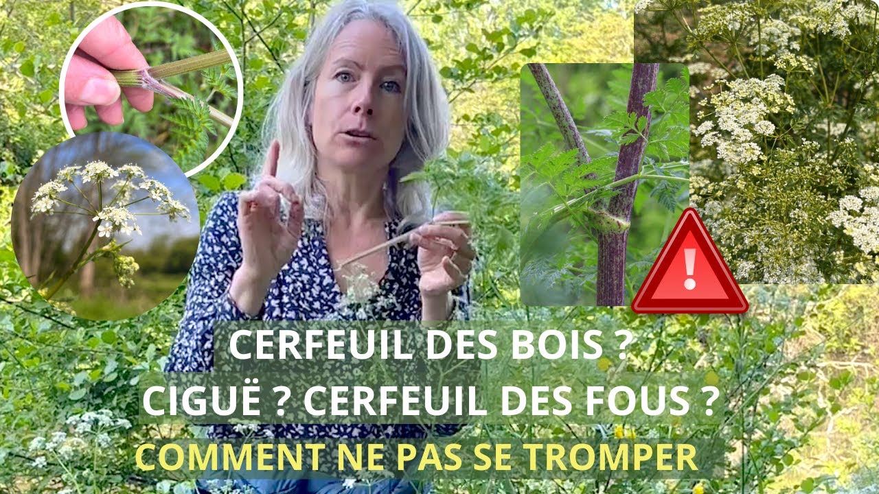 Cerfeuil des bois, ciguë et cerfeuil des fous