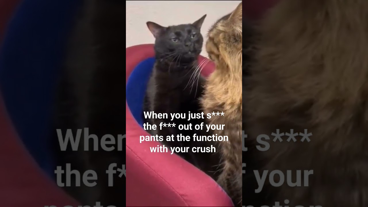 #blackcat #spacingout #meme