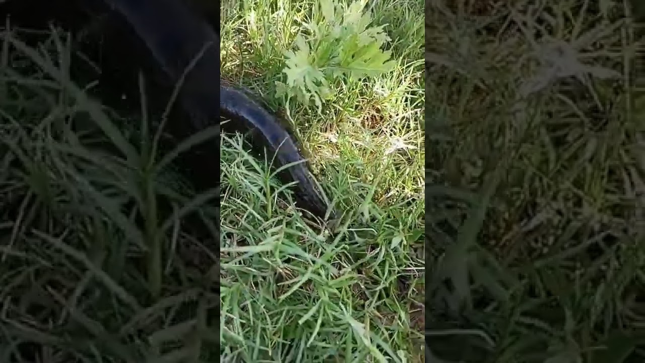 #best fishing# eel fish catching Indian balm fish🪱#shortvideo