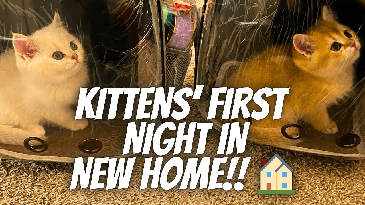 Первая ночь котят в новом доме! 🏠 Хантер и Широ (Британские короткошерстные братья) 🐈 🐈‍⬛