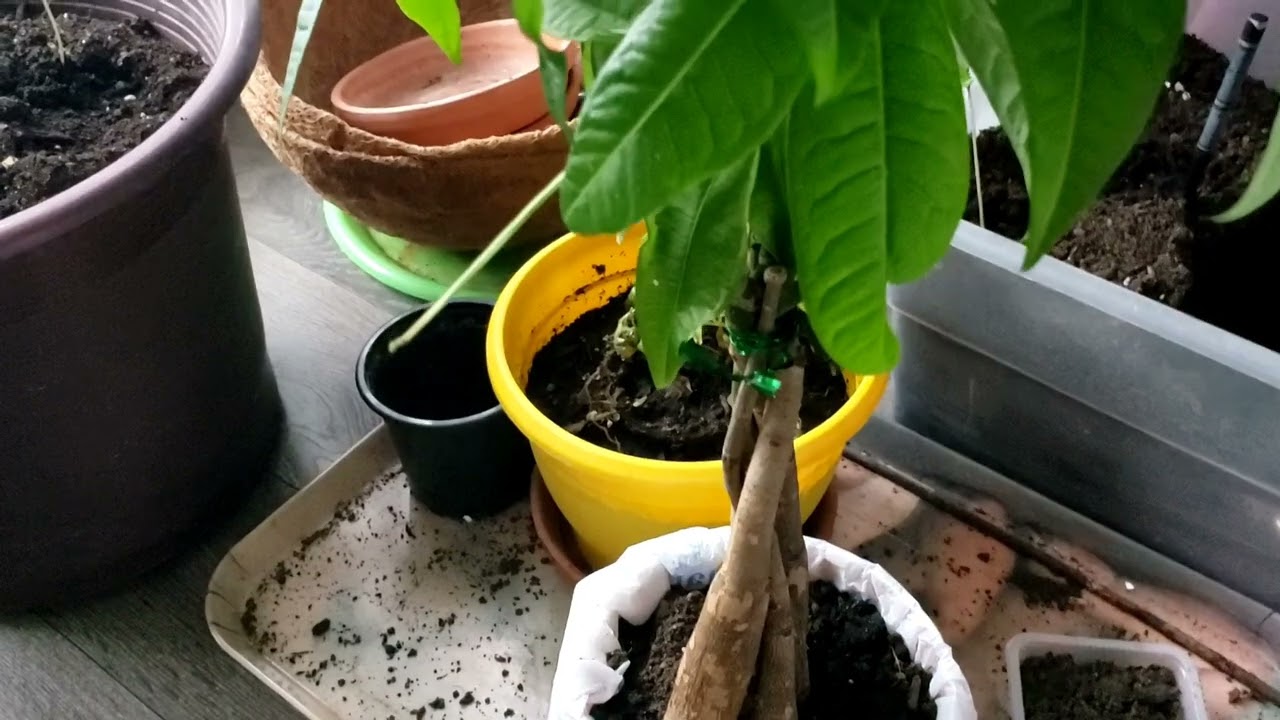 My Indoor Plants.