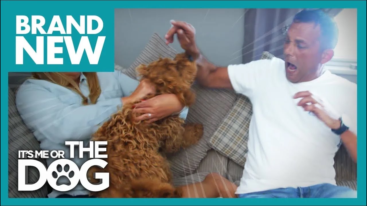Cockapoo Puppy who Bites his Owner Constantly😬 | It's Me or The Dog
