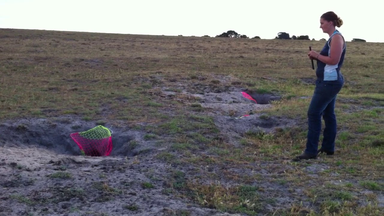 Ferreting with Fergus, the black rabbit hunt.