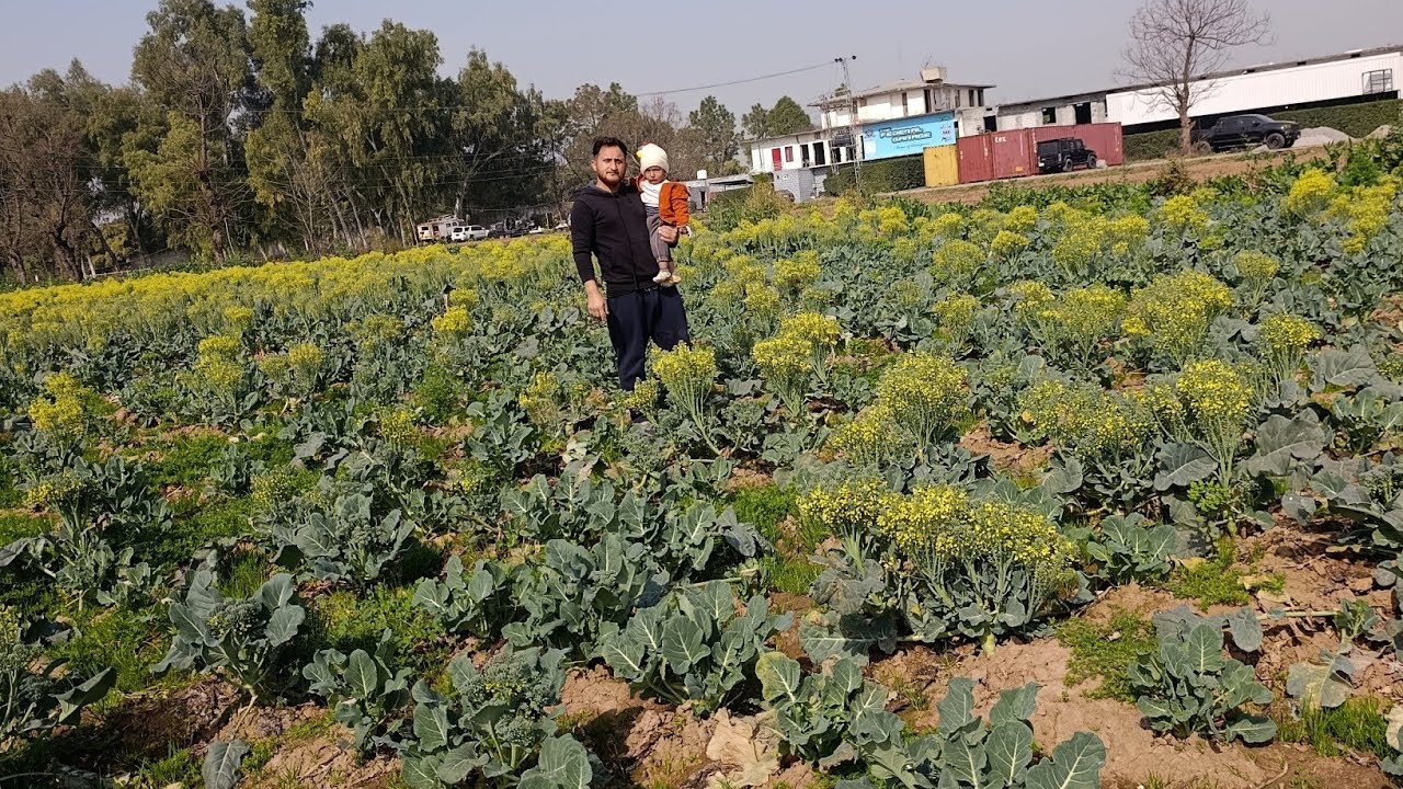 آج میں نے اپنے بیٹے کو بروکلی(بندگوبھی )کے فائدے بتائے 🥦 | ہیلتھی ویجیٹیبل ولاگ 14 February 2026