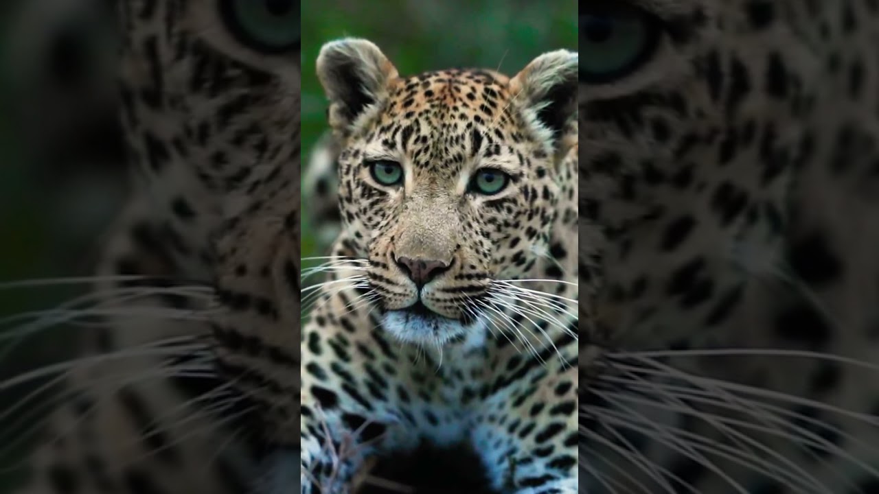 Leopard Close up look || Full Enjoy 🐆