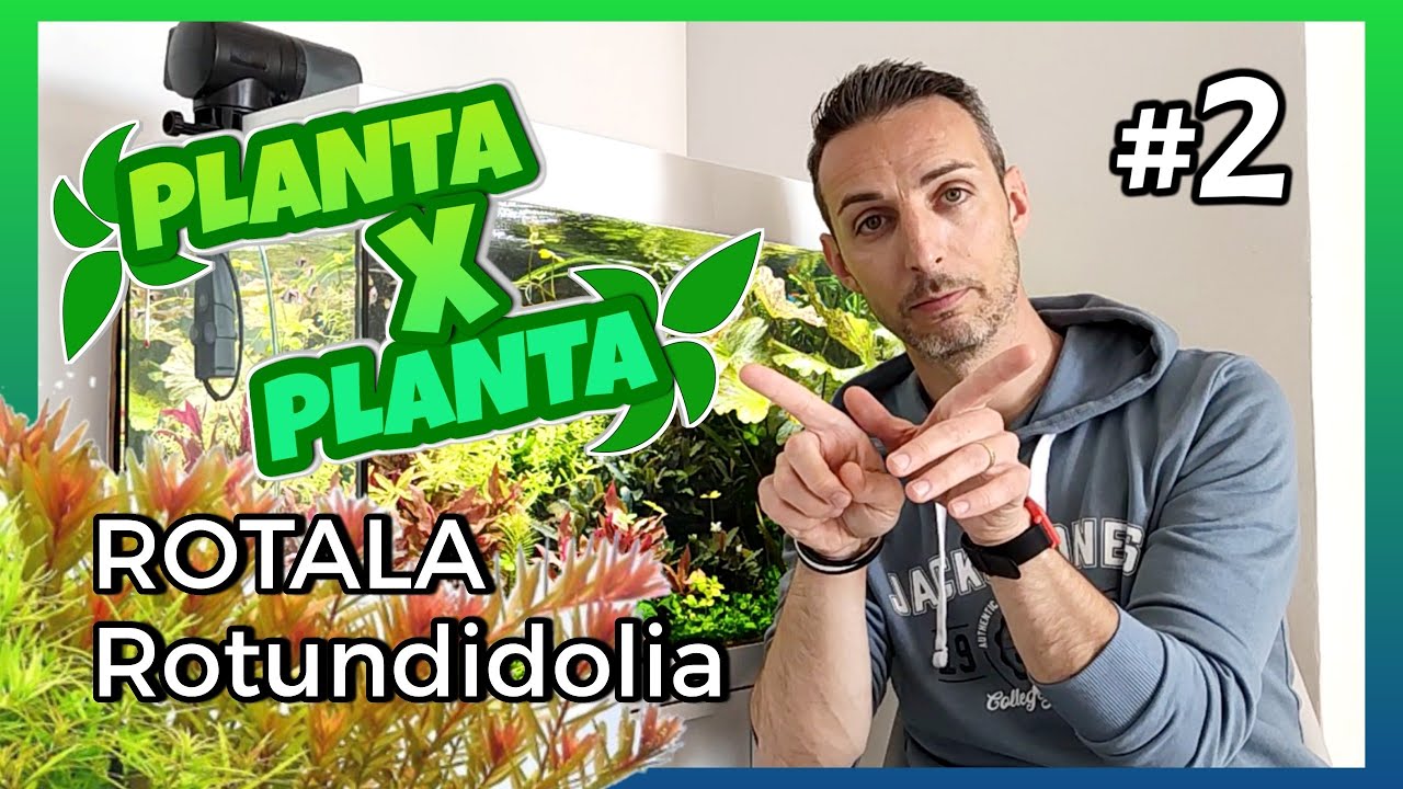 🟢 #2  🌿 Rotala Rotundifolia  // PLANTA X PLANTA-=l[ MiTu HD ]l=-