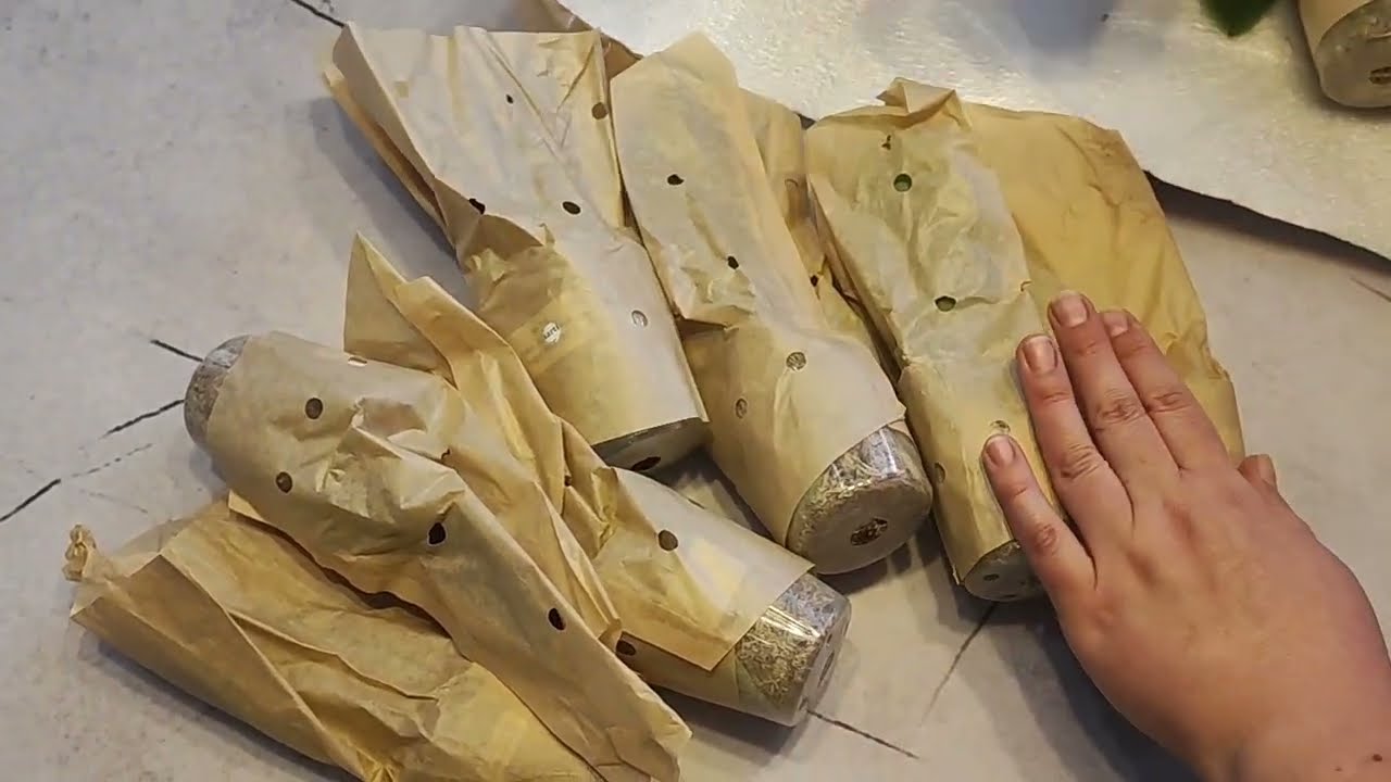 Юху! Понеслось⚡#орхидеи бабочки, красивые сорта🔥. Распаковка азиатских орхидей отличного качества 👍💪