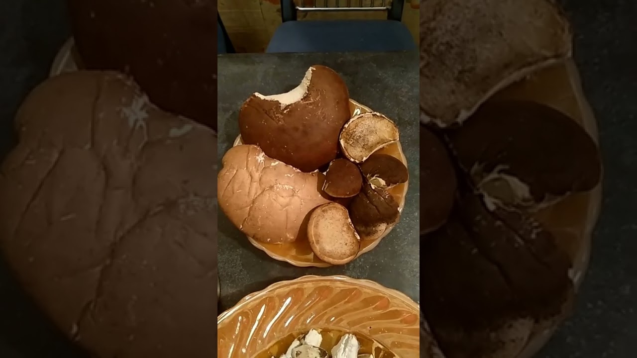 БЕРЕЗОВАЯ ГУБКА. Piptoporus betulinus.Чай из сушёной губки.