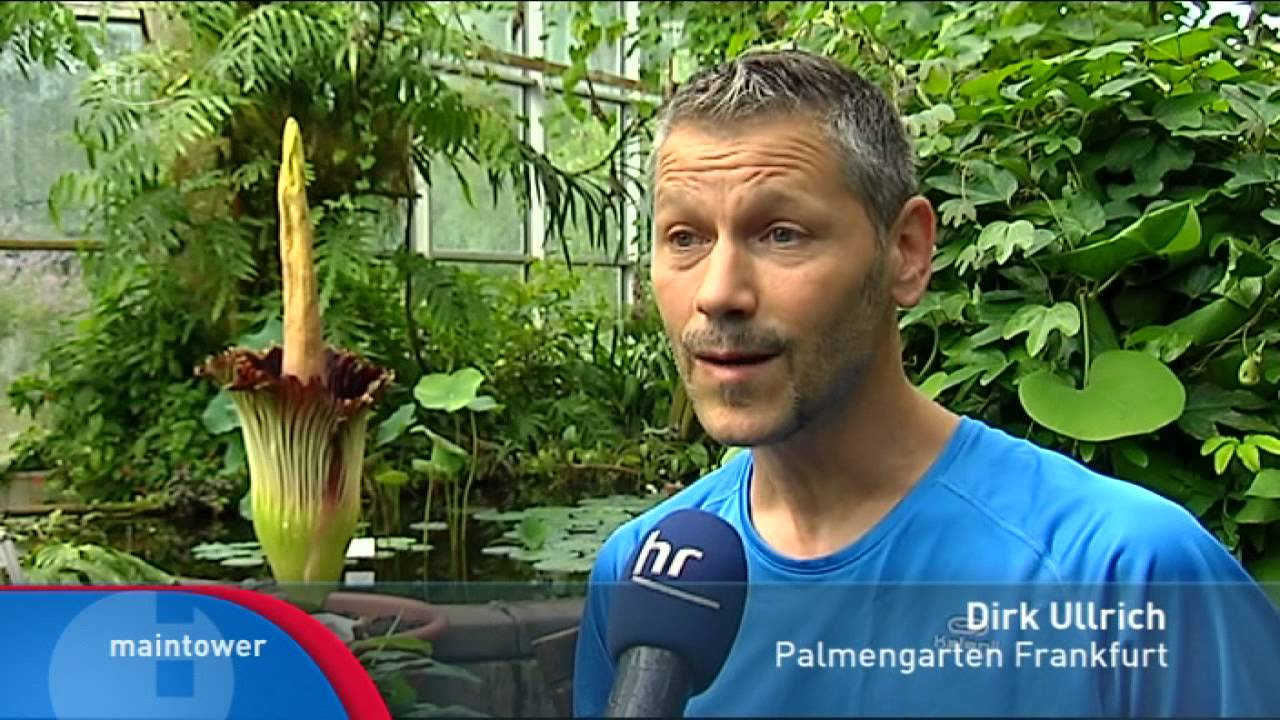 Alle warten auf die Titanwurz