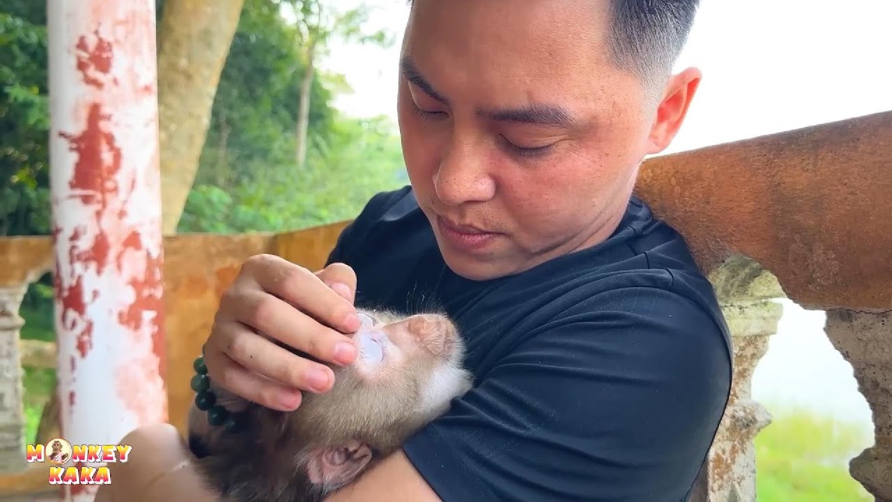 The moment that touched the audience when seeing dad petting Monkey Kaka when meeting her again