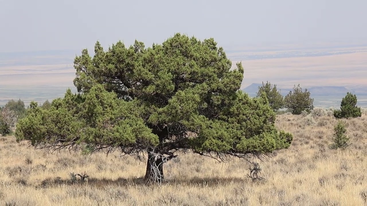 Lone tree above Frenchglen