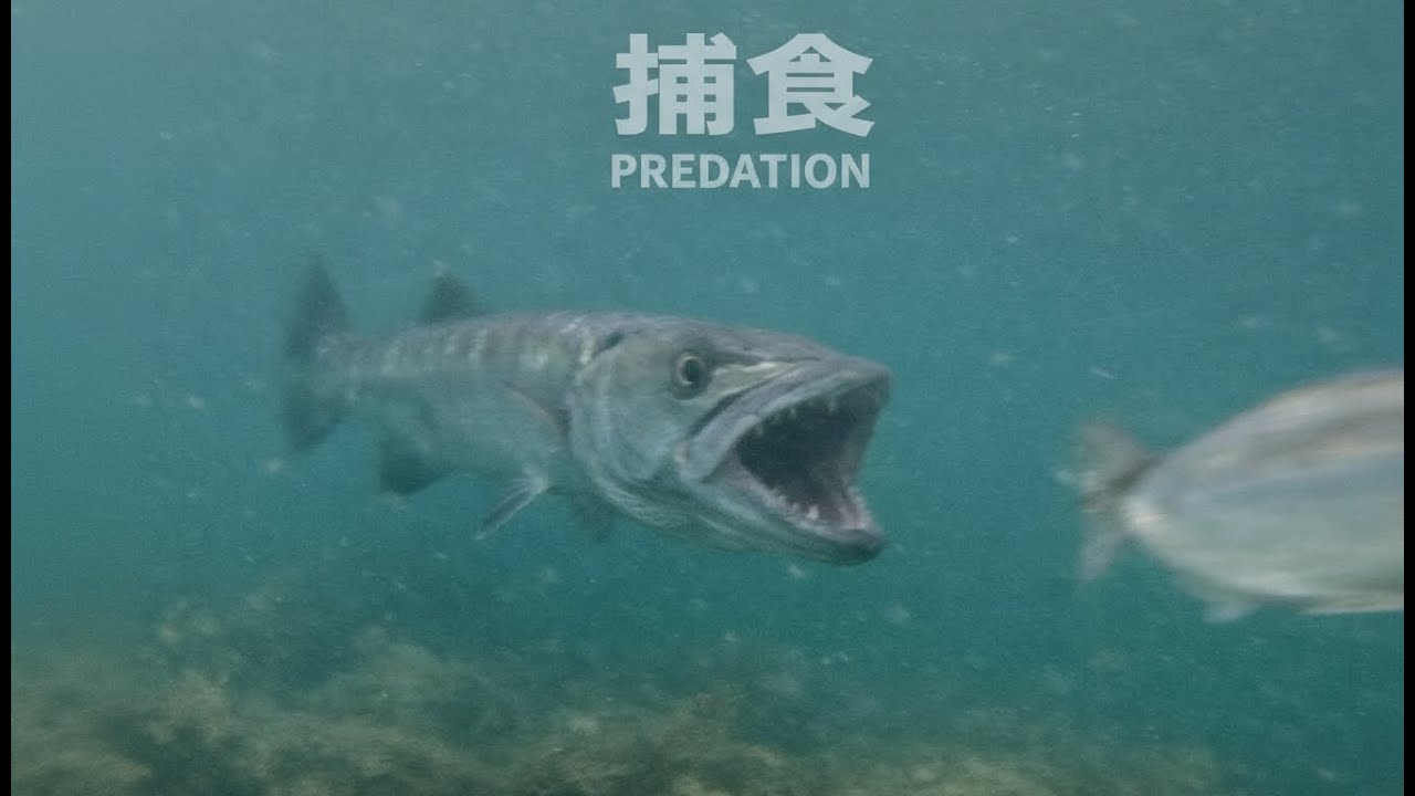 【衝撃】魚の捕食シーン集｜一瞬で決まる弱肉強食の世界