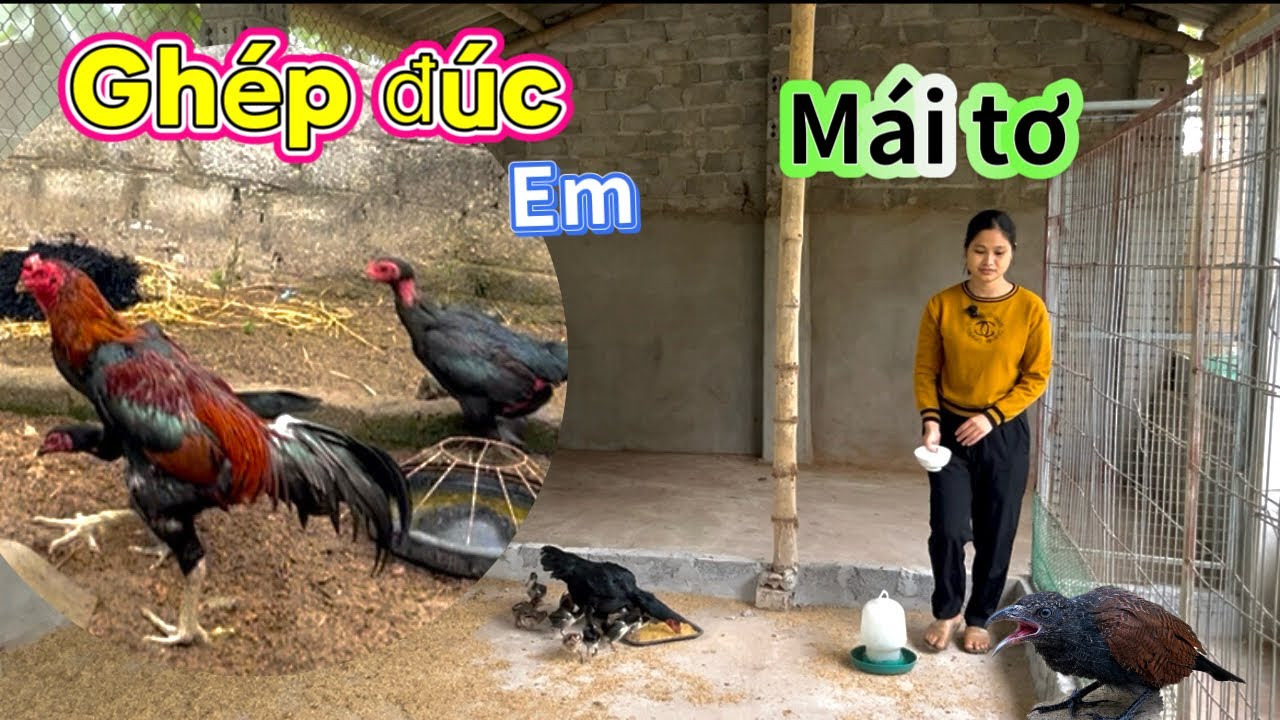 Ghép đúc em mái so với trống tía to, và tiếp tục làm khu nuôi nhốt gà