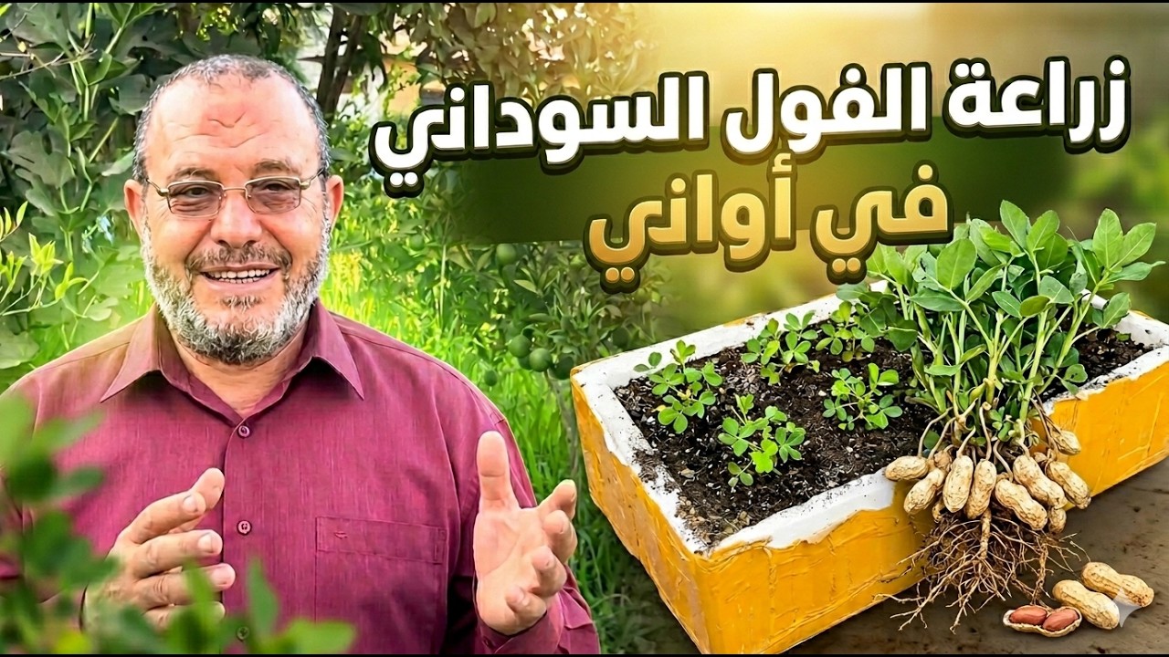 طريقتي في زراعة الفول السوداني في صندوق من الفلين بسطح البيت – إنتاج لن تتوقعه!
