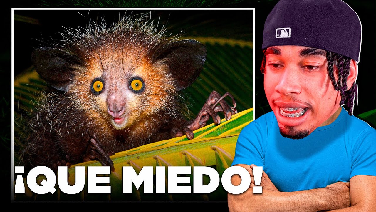 RDJavi reacciona a Los 15 Animales Más Raros del Mundo 😨🪲