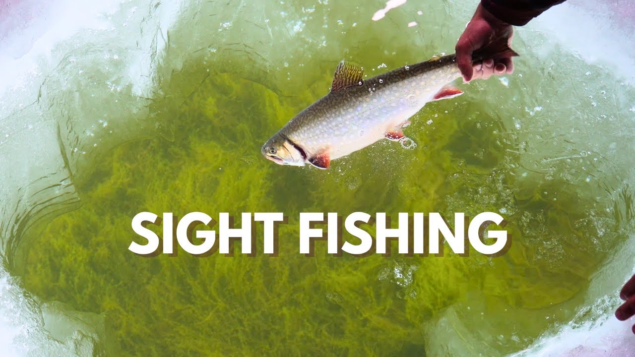 SIGHT FISHING Trophy BROOK TROUT & RAINBOW (Barbe Lake!)