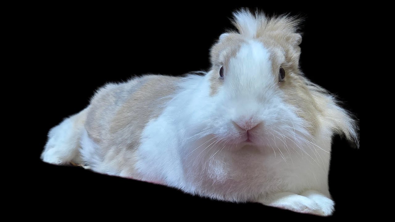 Bunny mofu is live! 28 Jan 2026 #可愛い #かわいい #bunny #rabbit #cute #mofu #うさぎ #relaxing #動物 #viralvideo