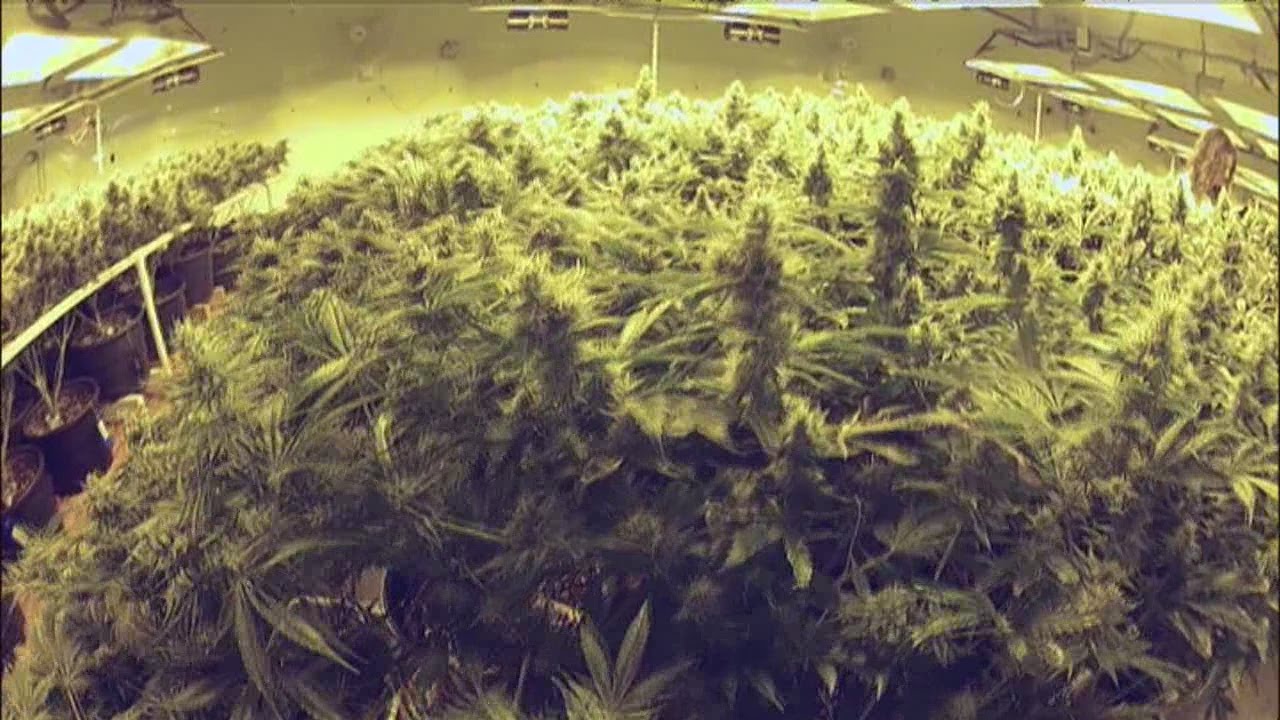 Medical marijuana waiver registration ends