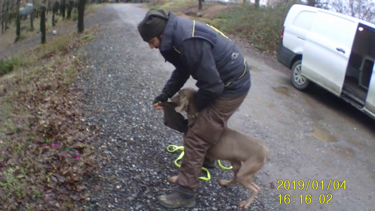Mantrailing / Koku Takibi K&ouml;pekleri Eğitimi