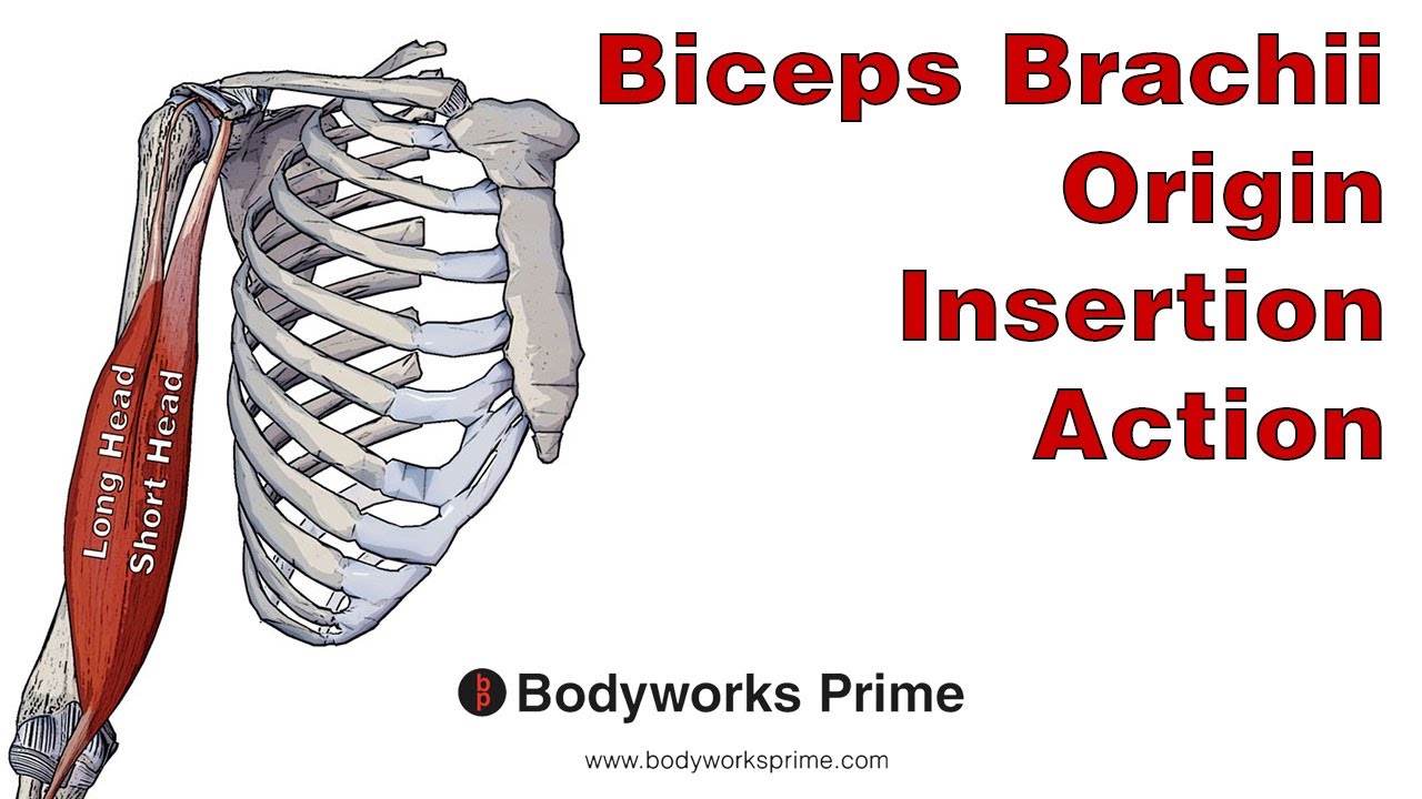 Biceps Brachii Anatomy: Origin, Insertion & Action