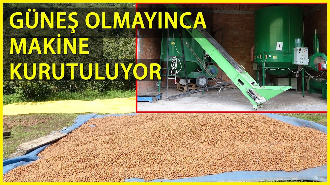 Güneşi Görmeyen Fındık, Makineyle Kurutuluyor