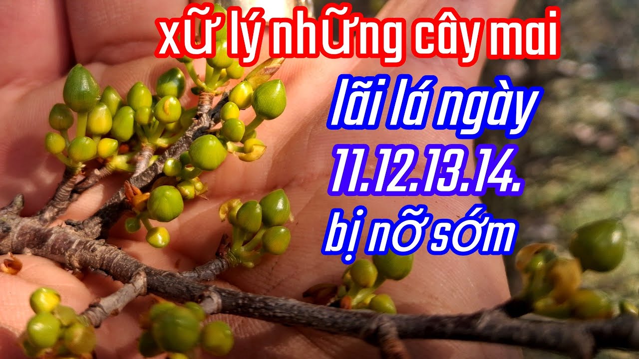 18/12/al.xữ lý những cây mai lãi lá ngày 11.12.13.14. Bi nỡ sớm