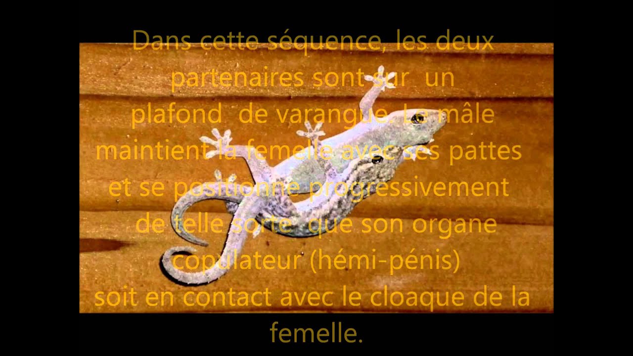 Le Margouillat de l'ile de La Réunion (par Christian Aimar)