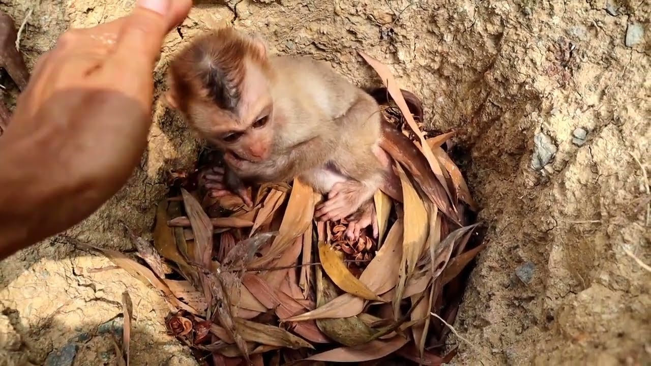 abandoned newborn baby monkey