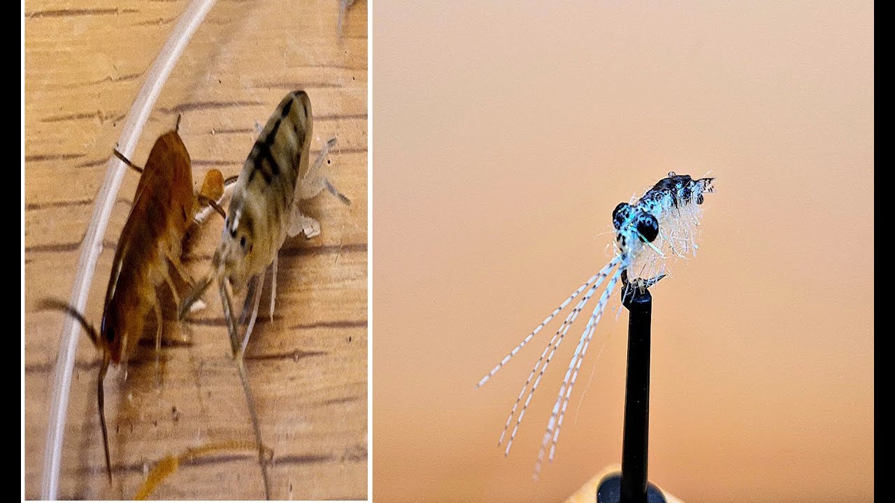 Tying a Talitrus Saltator (Sandhopper) imitation for Mullet/Bass