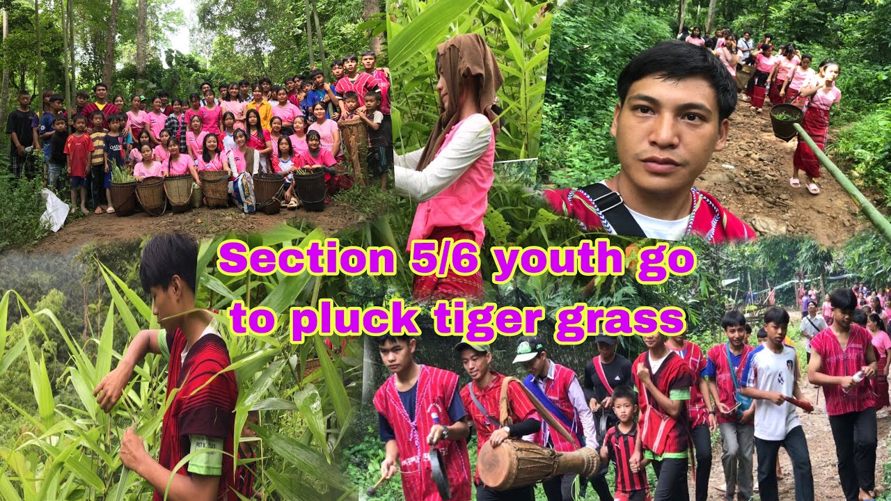 Karenni Section #5/6 Youth Picking Tiger Grass in the Forest for Dee Ku Festival. Khu Htwar Official
