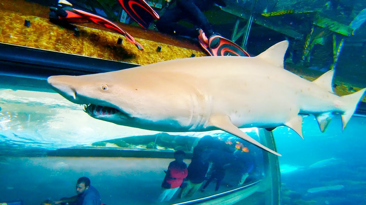 DIVING with SHARKS at The Florida Aquarium