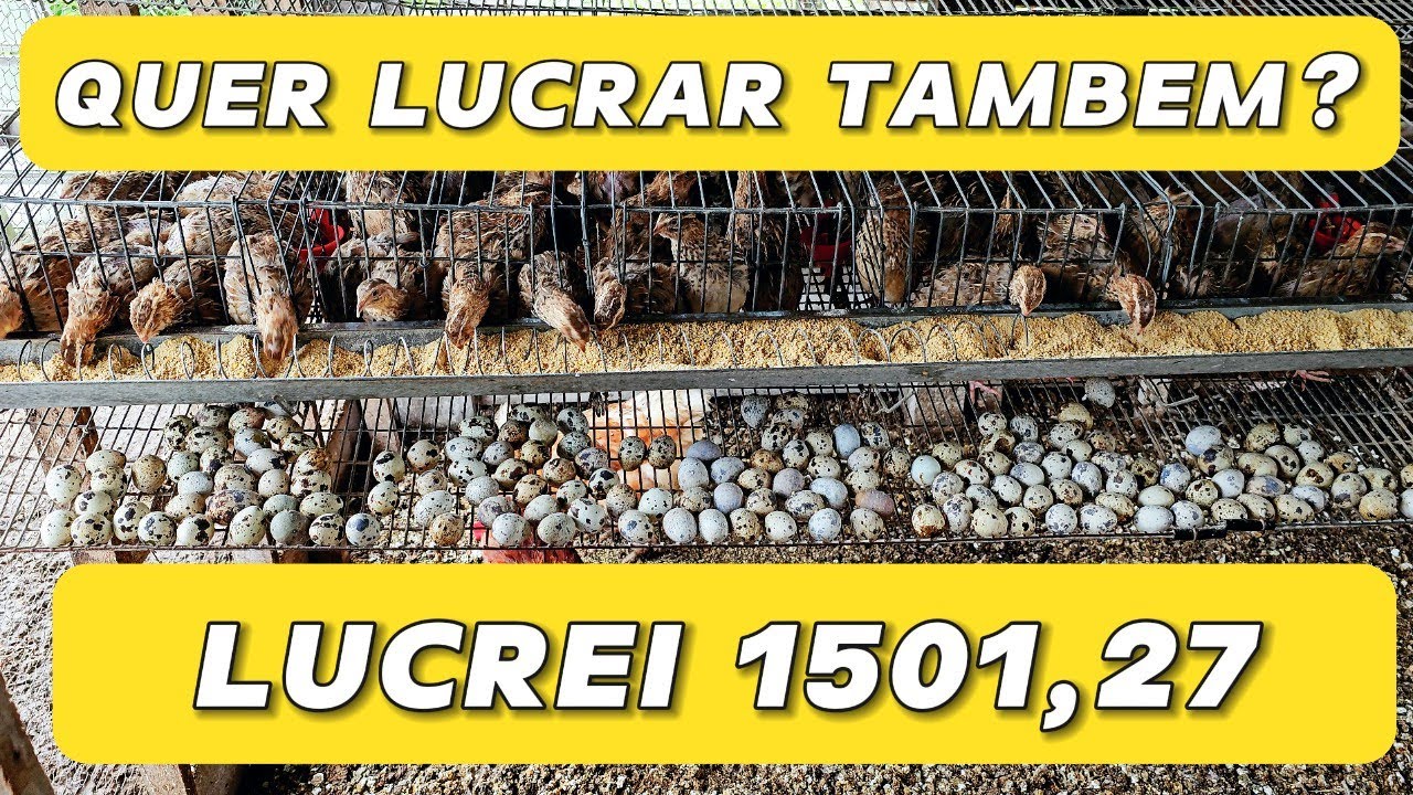 VOCÊ AINDA ACHA QUE CRIAR CODORNA NÃO DÁ DINHEIRO?
