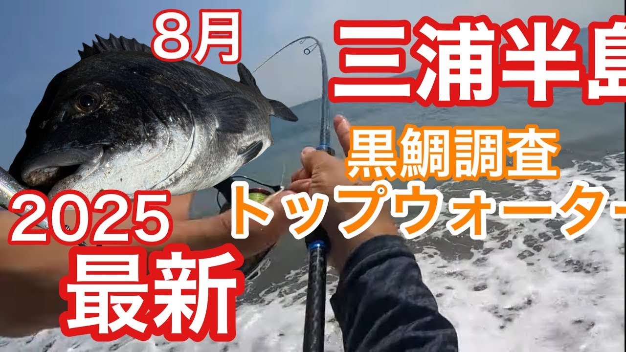 [三浦海岸]チヌトップ！　8月黒鯛がルアーで釣れてます‼️#釣り#チニング#三浦半島 