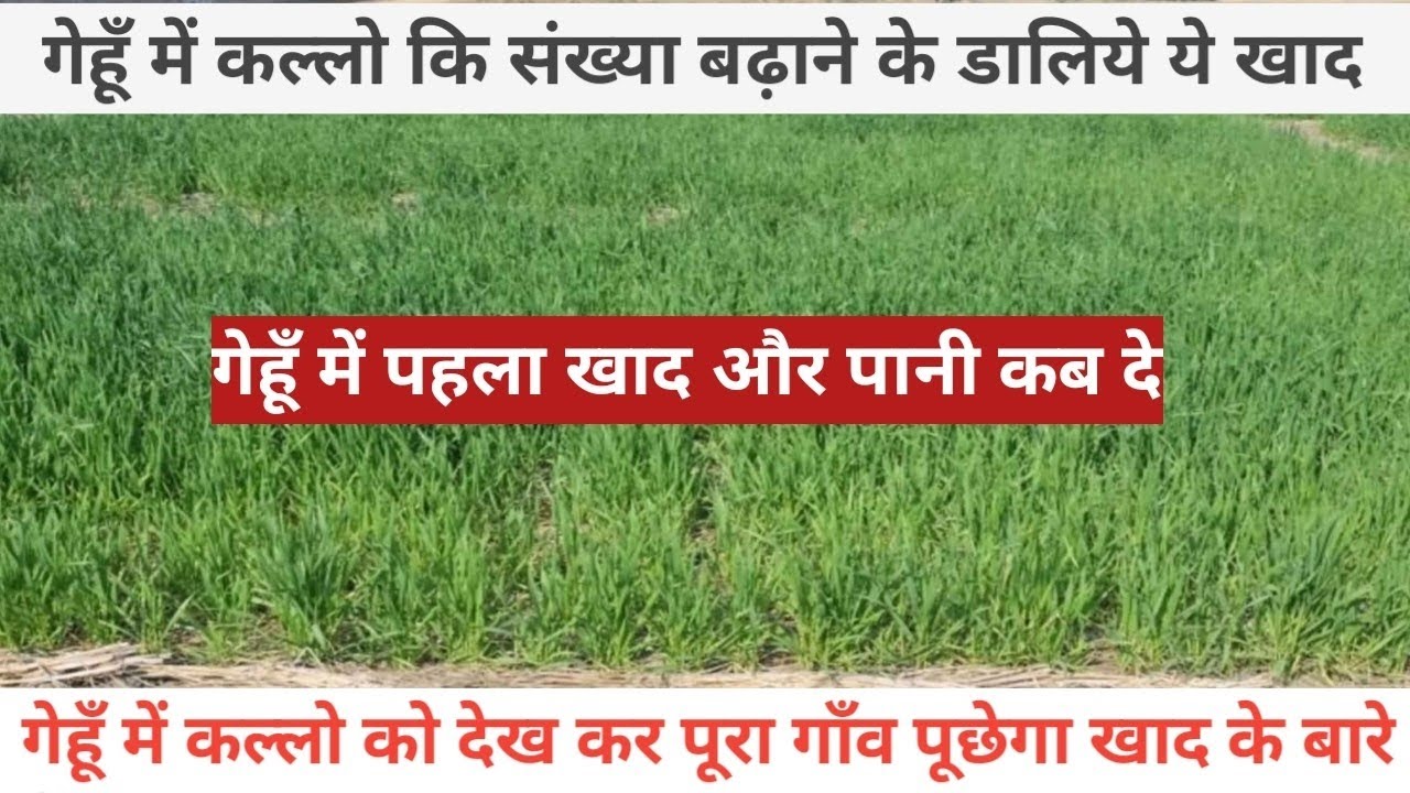 गेहूँ में पहला खाद और पानी कब दे सही जानकारी । Gehu Me Kalle Ki Sankhya Kaise Bhadaye 🌱🌱🌱