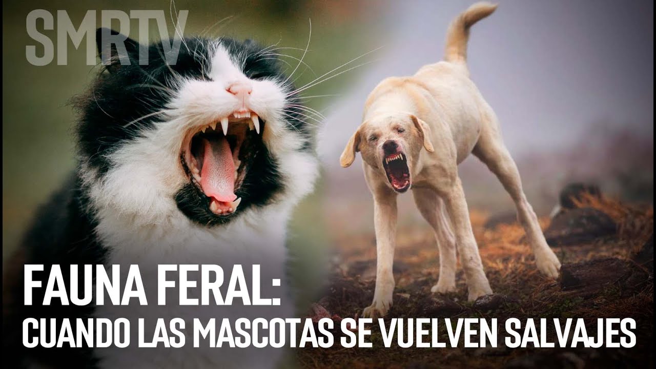 Fauna feral | Investigaciones Michoacán | SMRTV