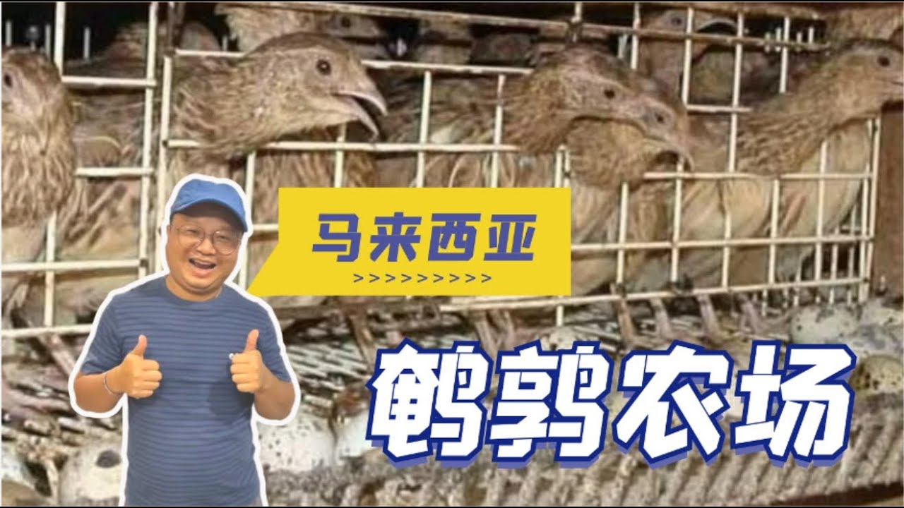 马来西亚参观鹌鹑农场 了解鹌鹑养殖生产流程 | Visiting Ho Lik Quail Farm In Selangor | เยี่ยมชมฟาร์มนกกระทาที่มาเลเซีย