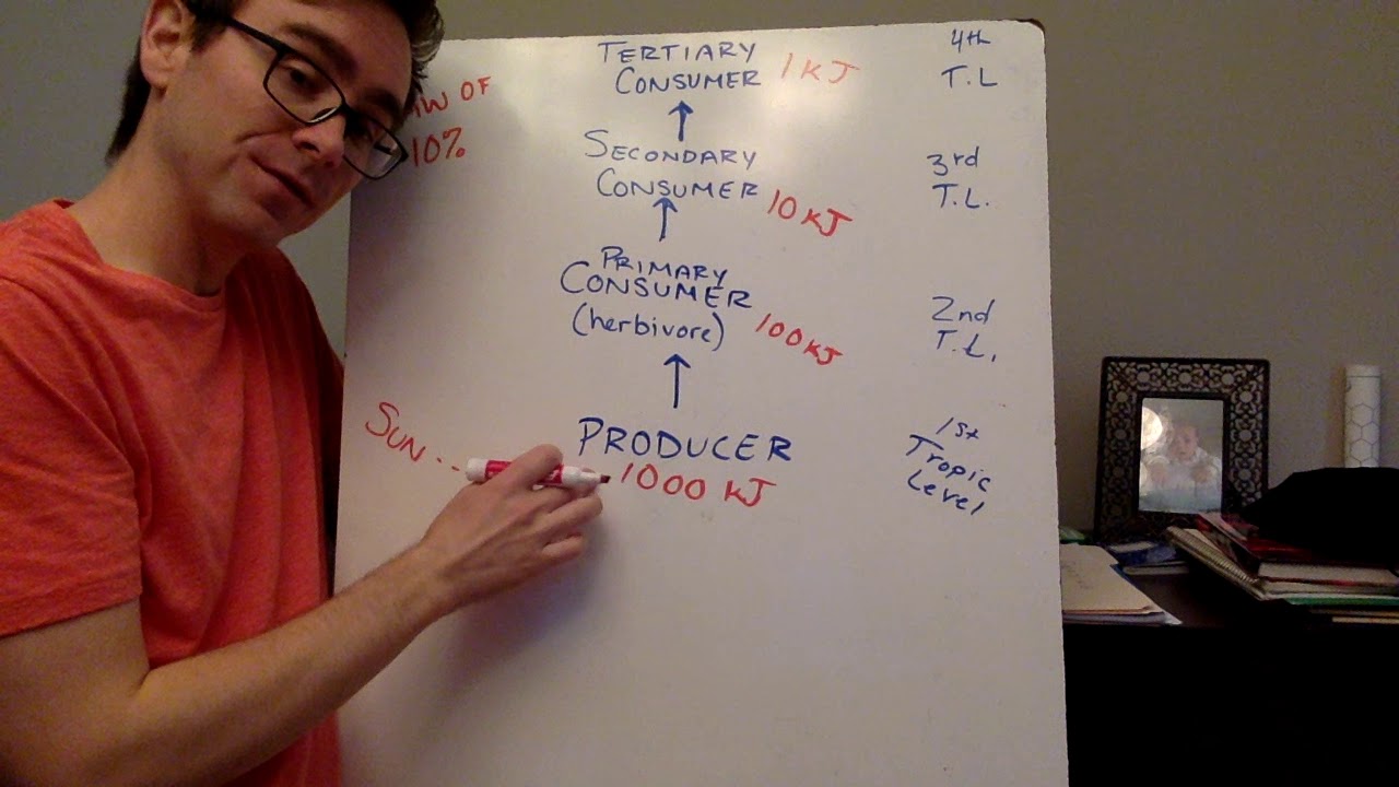 Lecture: Trophic Levels & Biomass