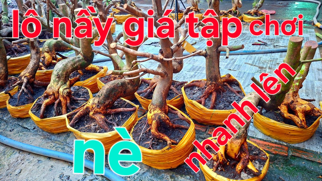 GIÁ CHO AE TẬP CHƠI HỢP NHÃN ALO 0843.544.272 ( HẢI )@.COM.VN
