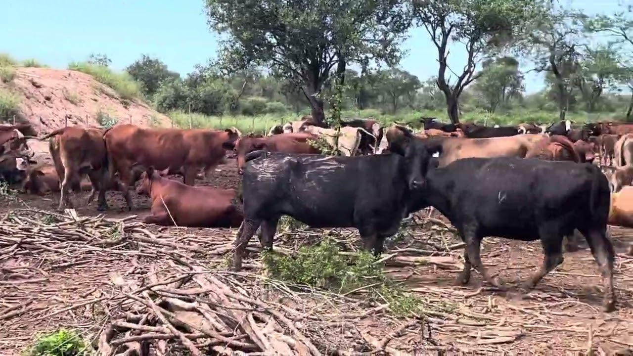 Vacas nueva esperanza