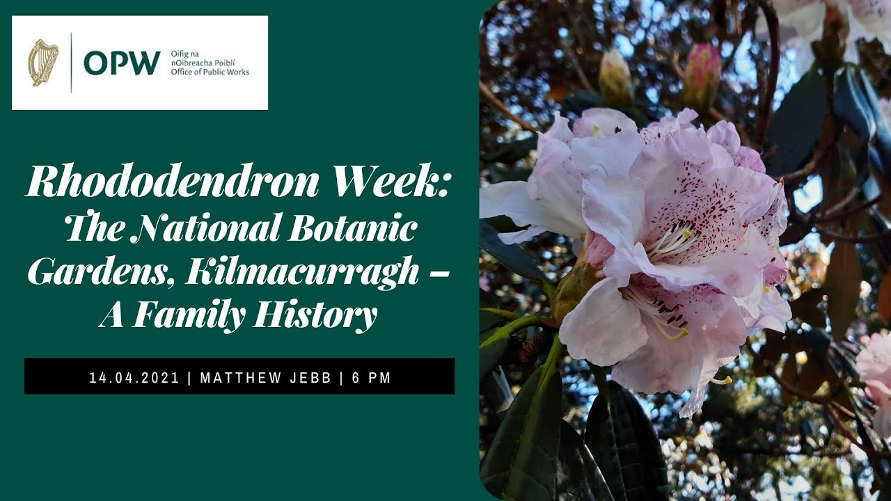 Rhododendron Week: The NBG, Kilmacurragh - A Family History