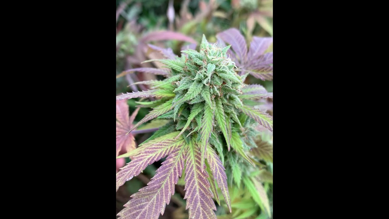 Previous grow!  Outdoor Marionberry Kush