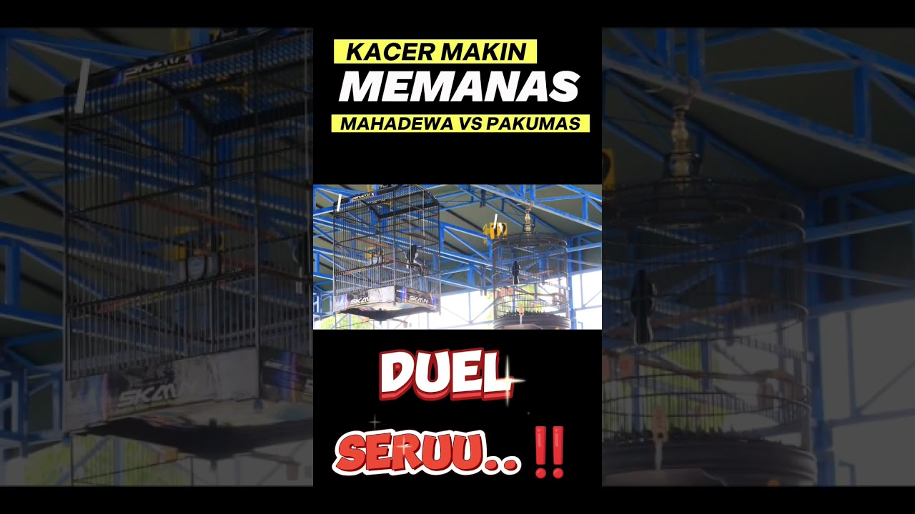Tontonan menarik di Ahir tahun ini #pakumas #mahadewa #shorts #kacermanianusantara