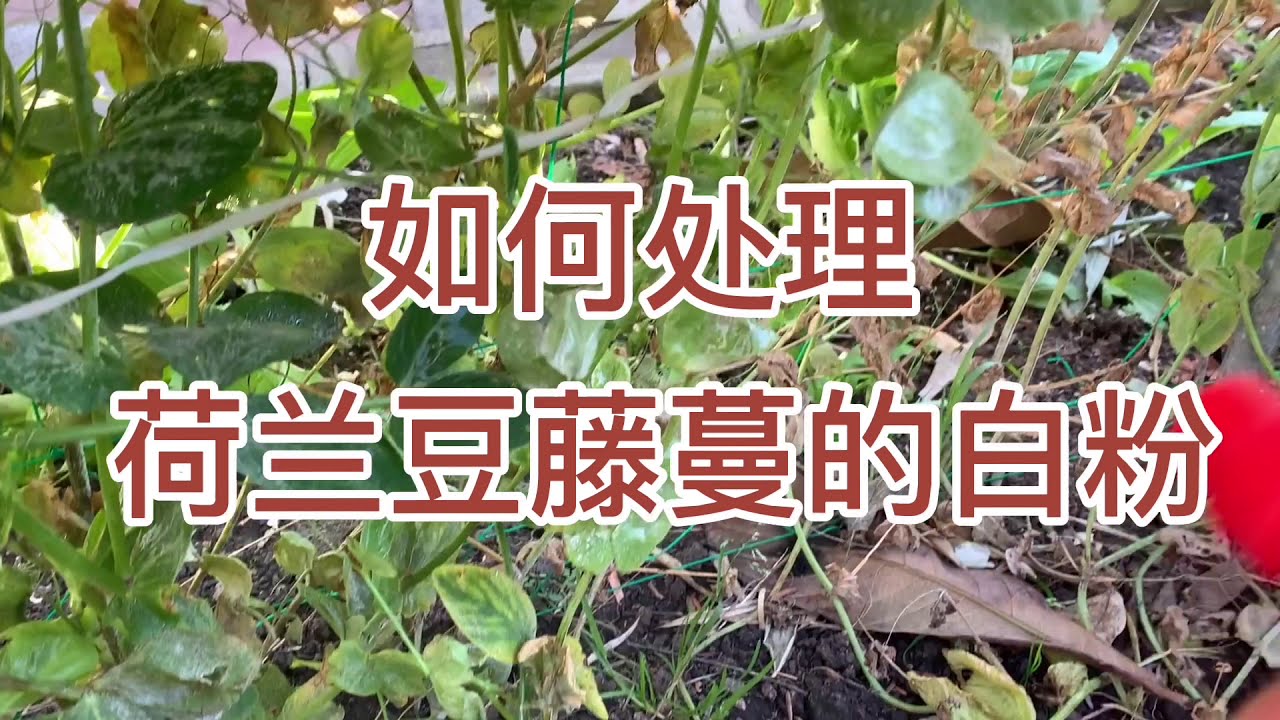 如何处理荷兰豆藤蔓的白粉