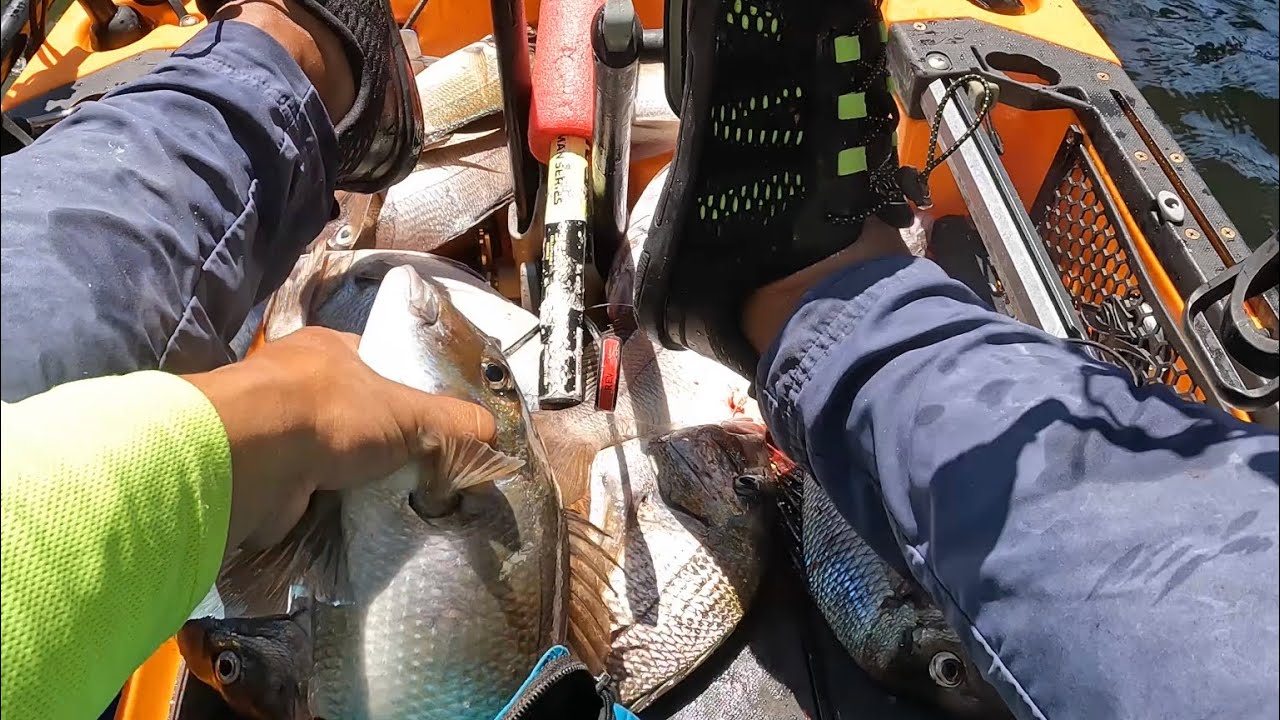 Boatload of porgies! Jamaica bay jumbo porgy action.