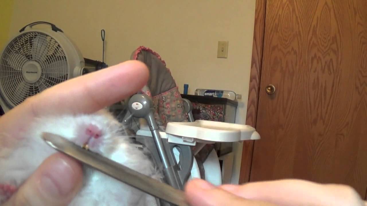 Trimming your hamsters teeth2