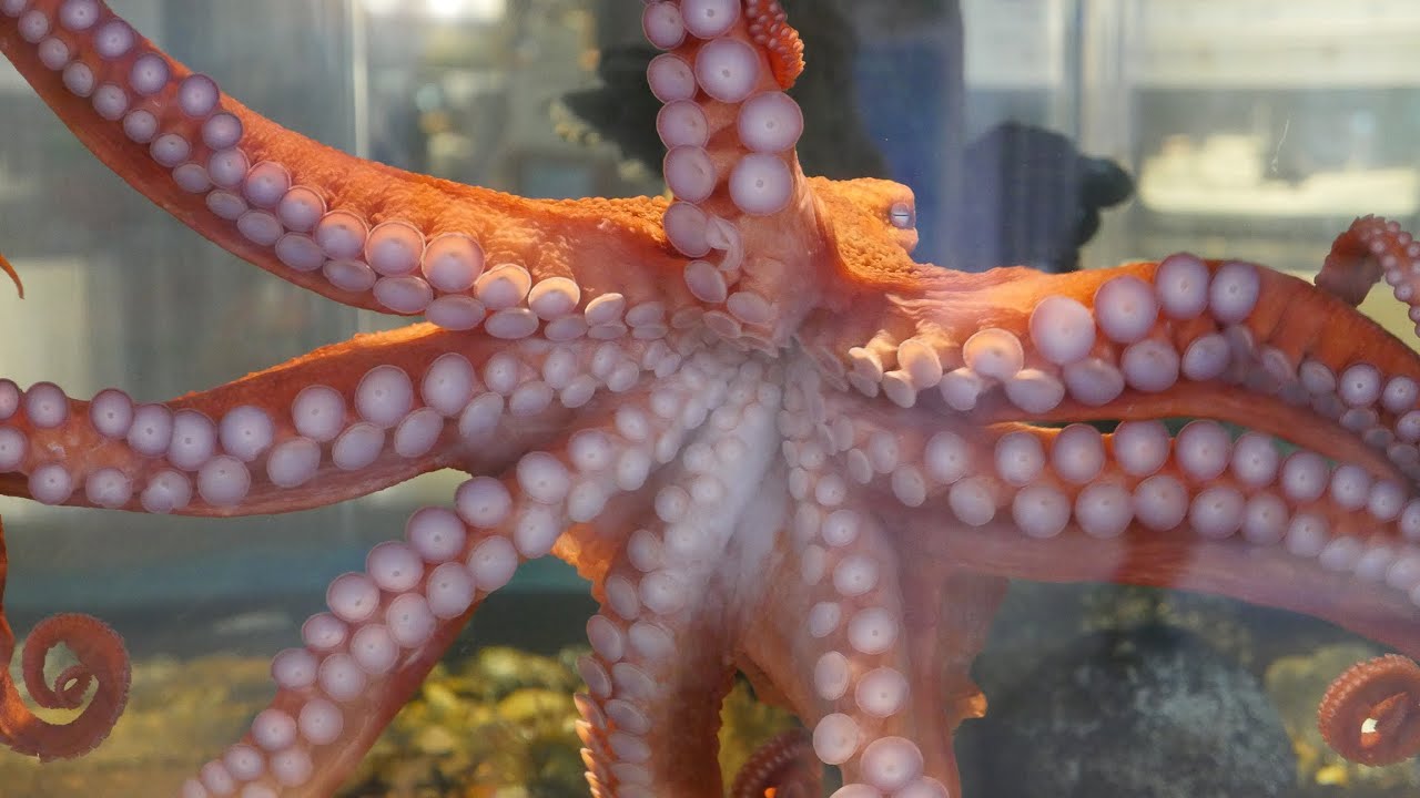 Octopus feeding at Hatfield Visitor Center in Newport